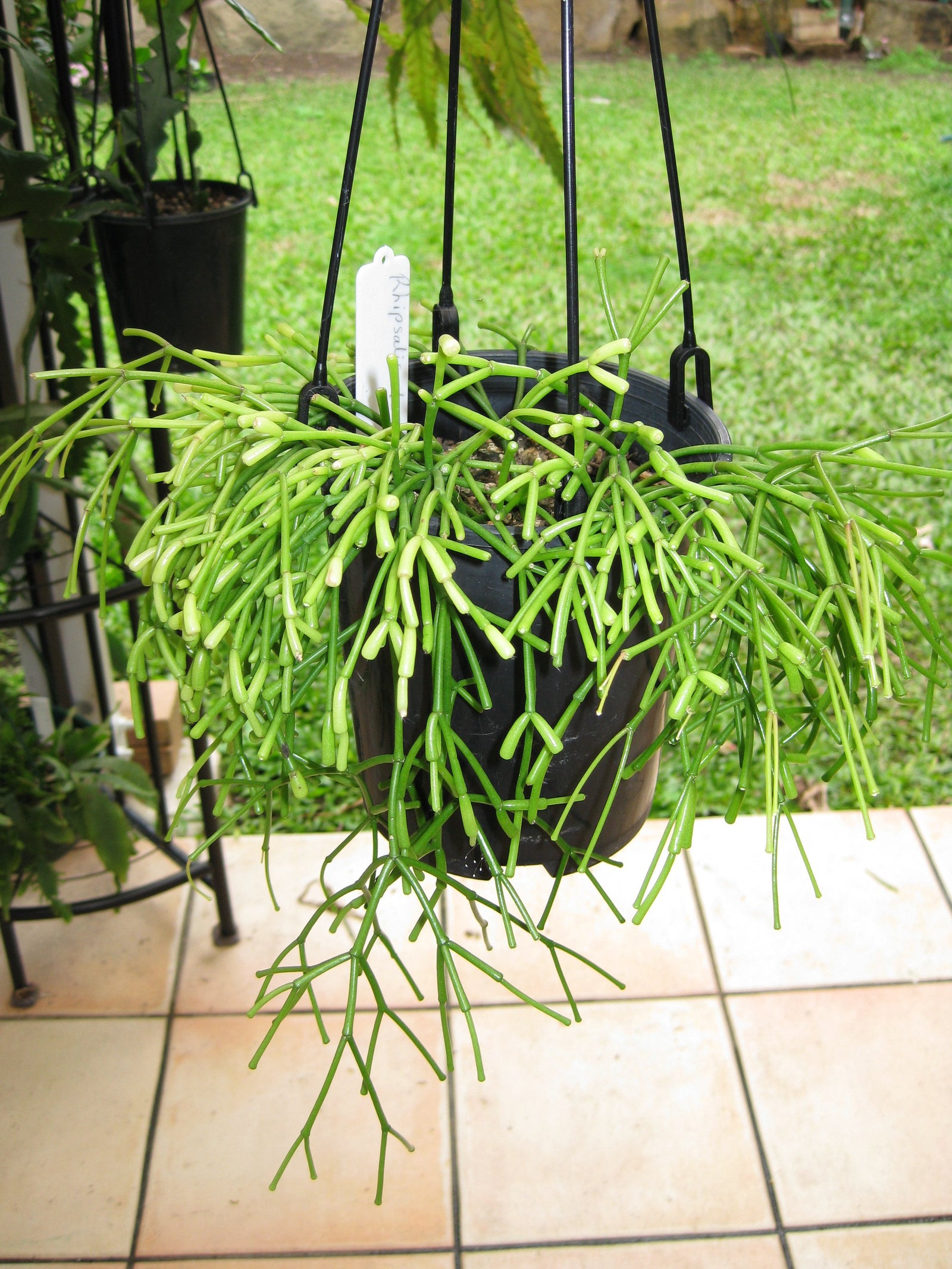 Rhipsalis clavata - R24