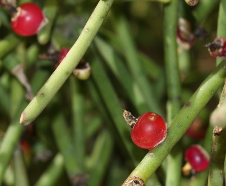 Rhipsalis neves-armondii - R11