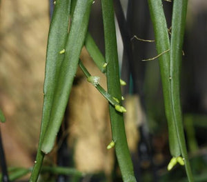 Rhipsalis Micrantha - R46