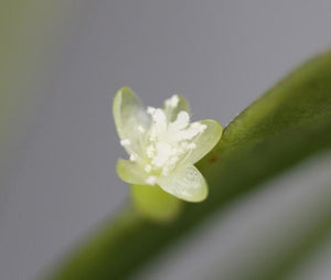 Rhipsalis Micrantha - R46