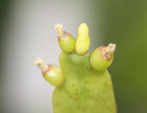 Rhipsalis Micrantha - R46