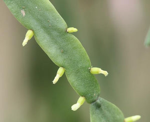 Rhipsalis Micrantha - R46