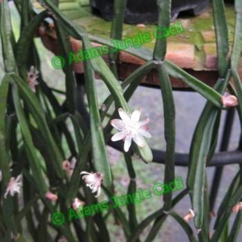 Rhipsalis trigona - R53