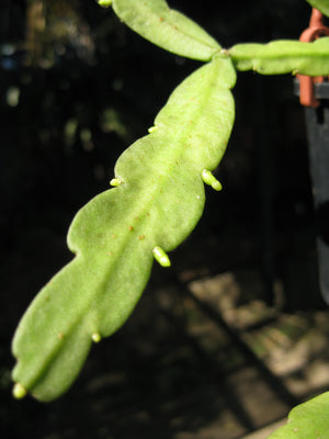 Rhipsalis Micrantha f. Rauhiorum - R55