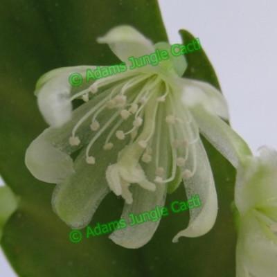 Lepismium Houlletiana f. Regnelli (White) - 253 L11