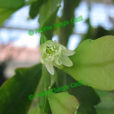 Lepismium Houlletiana f. Regnelli (White) - 253 L11