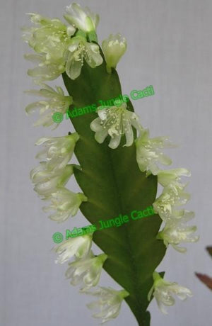 Lepismium Houlletiana f. Regnelli (White) - 253 L11