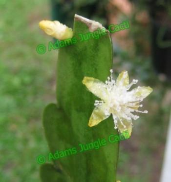 Rhipsalis platycarpa - R17