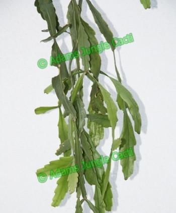 Rhipsalis platycarpa - R17