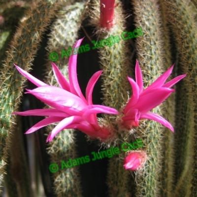 Aporophyllum Flagelliformis ‘Pink’