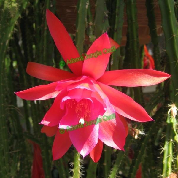 Aporophyllum Vivide - 266 A18