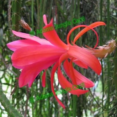 Aporophyllum Vivide - 266 A18