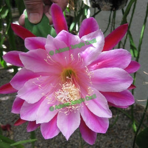Epi. Hybrid Chauncey NEW