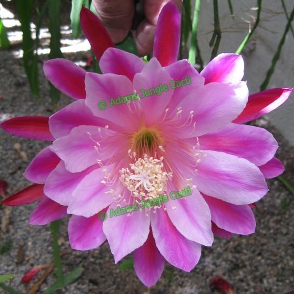 Epi. Hybrid Chauncey EH103