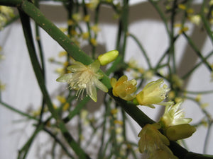 Rhipsalis Hadrosoma - R50