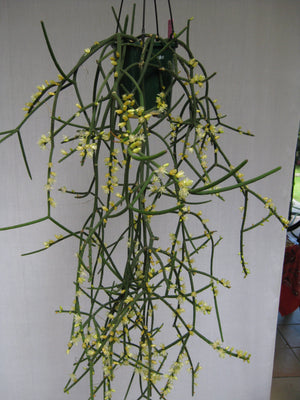 Rhipsalis hadrosoma - R50