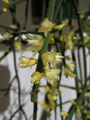 Rhipsalis Hadrosoma - R50