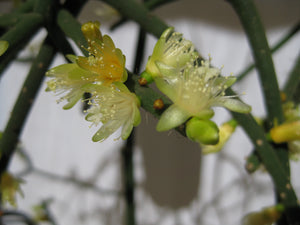Rhipsalis Hadrosoma - R50