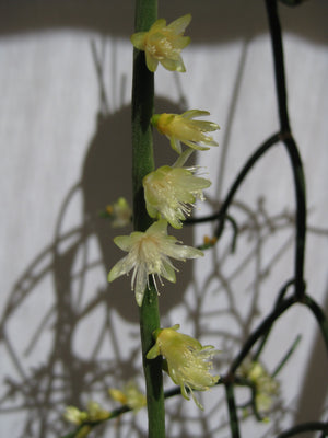 Rhipsalis Hadrosoma - R50