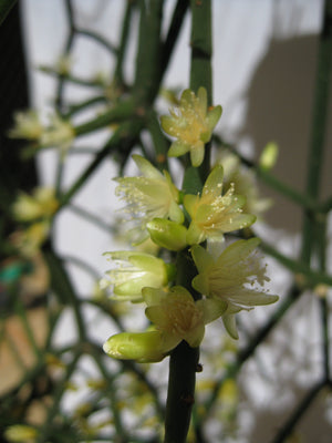 Rhipsalis hadrosoma - R50