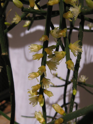 Rhipsalis Hadrosoma - R50