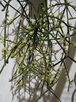 Rhipsalis Hadrosoma - R50