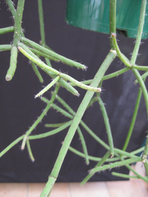 Rhipsalis Hadrosoma - R50