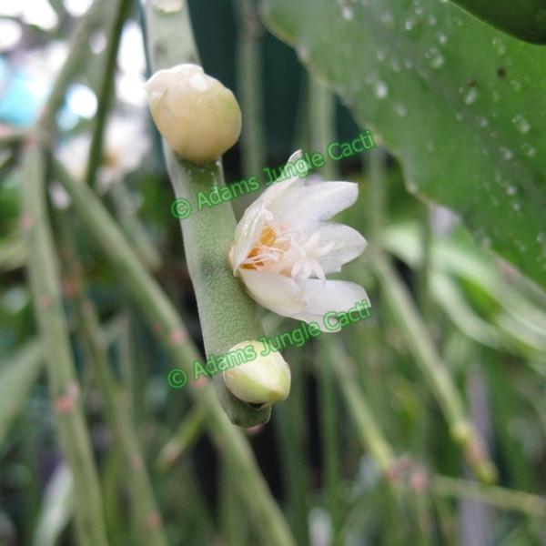 Rhipsalis megalantha - R16