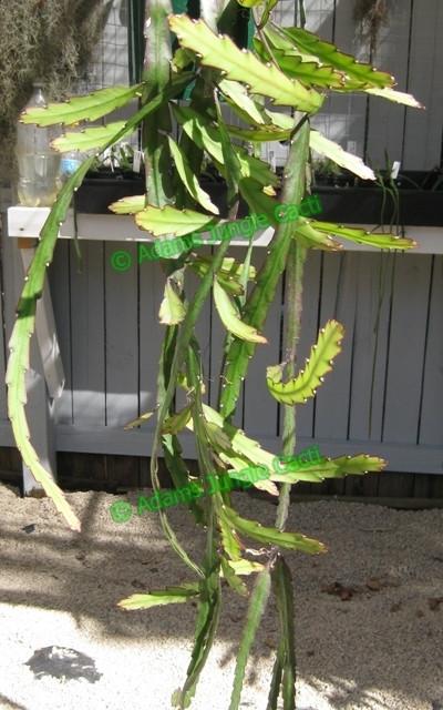 Lepismium Cruciforme f. Anceps - R38