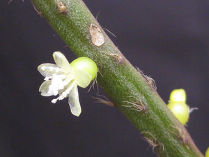 Rhipsalis Baccifera f. Saxicola - R45