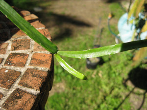 Rhipsalis Cereoides - R12