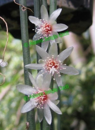 Rhipsalis puniceo-discus - R1