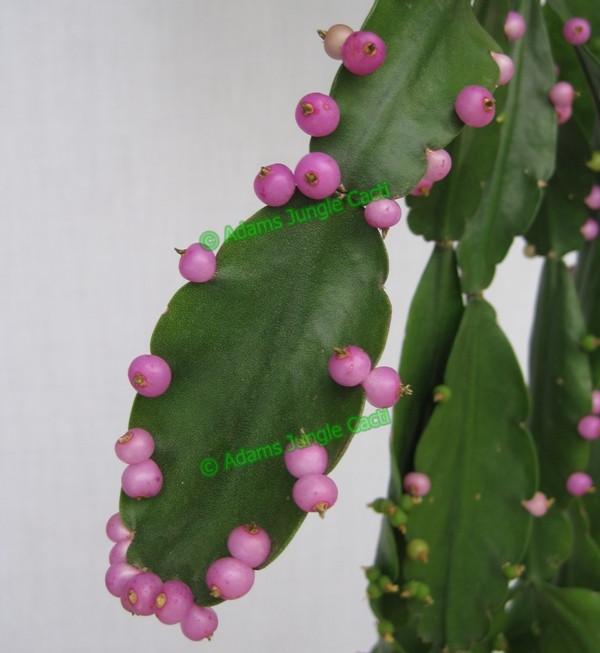 Rhipsalis russellii - R56 RARE