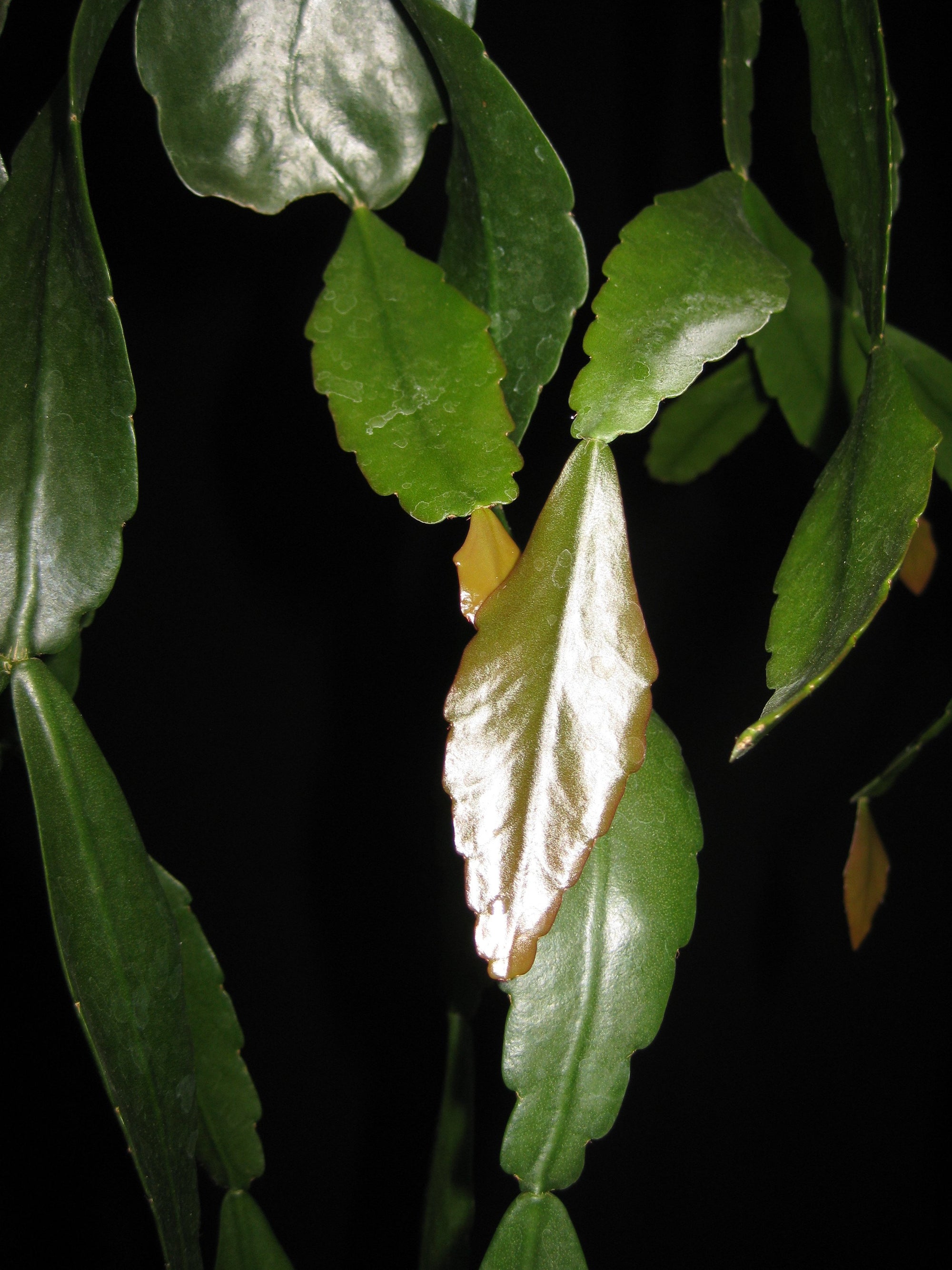 Rhipsalis Occidentalis