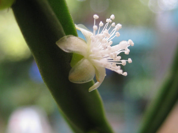 Rhipsalis pentaptera Fine - R58 - Air Plant Decor
