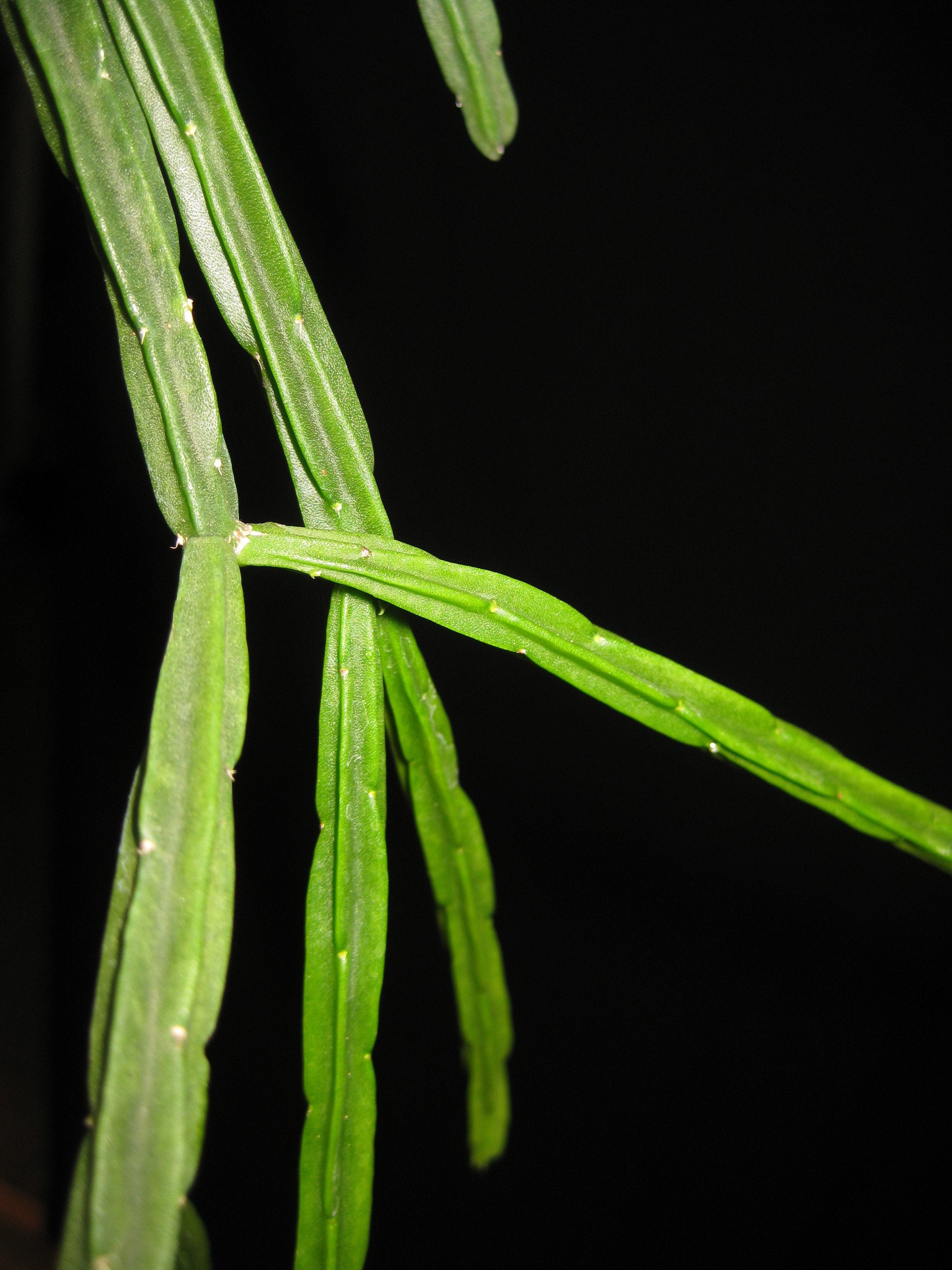 Rhipsalis pentaptera Fine - R58 - Air Plant Decor