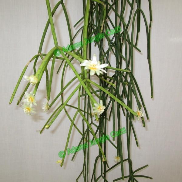 Rhipsalis Baccifera f. Quellebambensis - R52