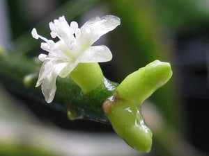Rhipsalis Baccifera f. Dauphinensis - R31