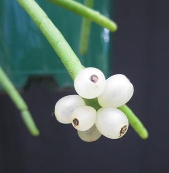 Rhipsalis baccifera f. Dauphinensis - R31