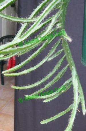 Lepismium paranganiense - R35