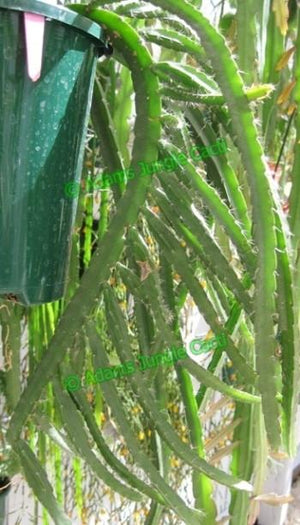 Lepismium paranganiense - R35