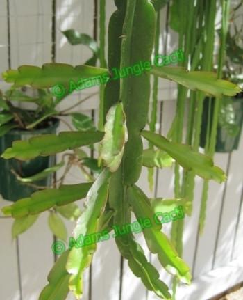 Lepismium paranganiense - R35