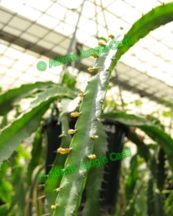 Lepismium paranganiense - R35