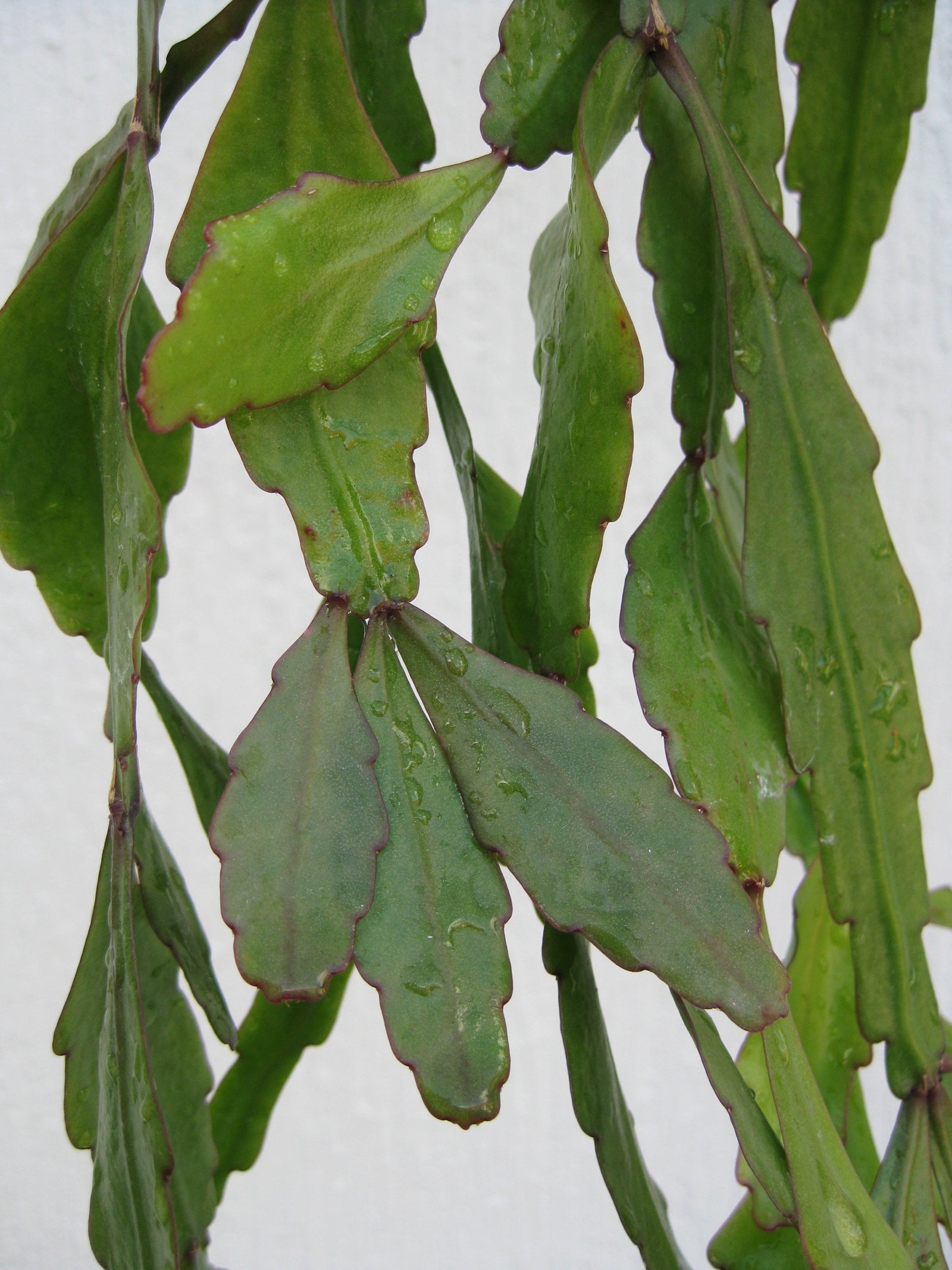 Rhipsalis oblonga - R19