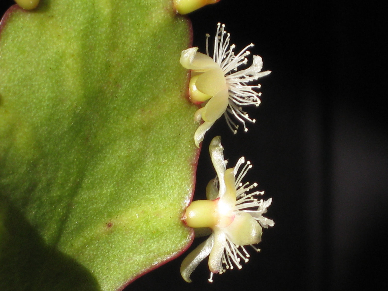 Rhipsalis oblonga - R19