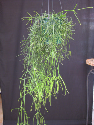 Rhipsalis teres f. Prismatica - R60