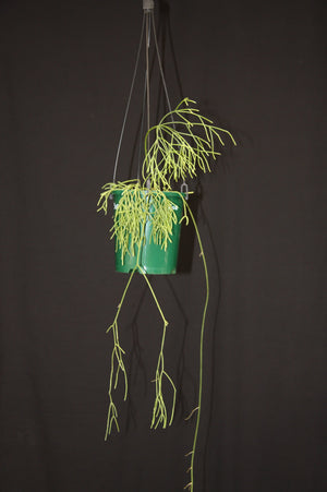 Rhipsalis cribrata - R44