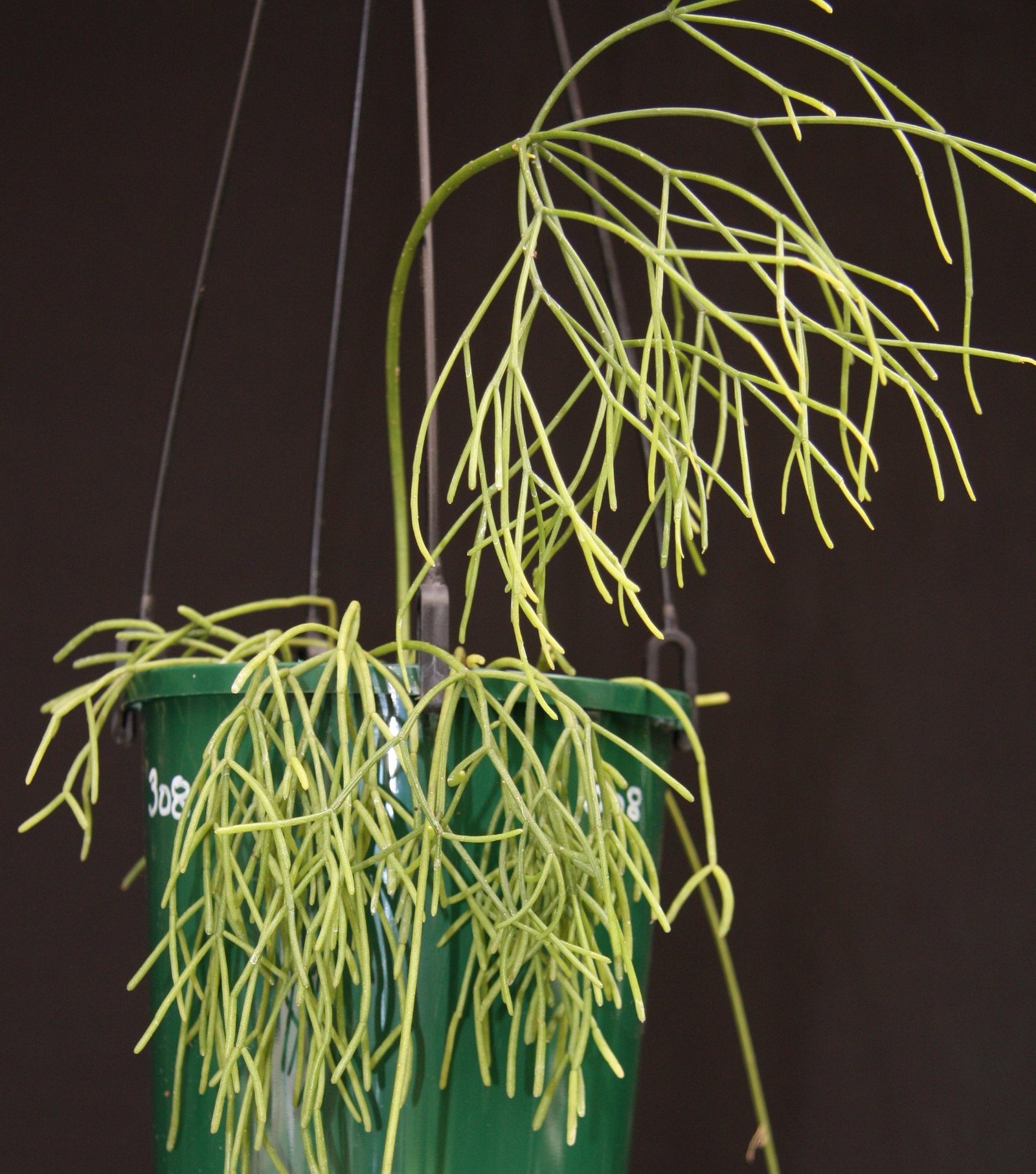Rhipsalis cribrata - R44