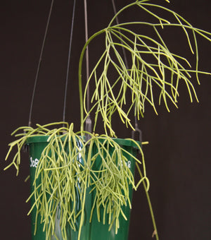 Rhipsalis cribrata - R44