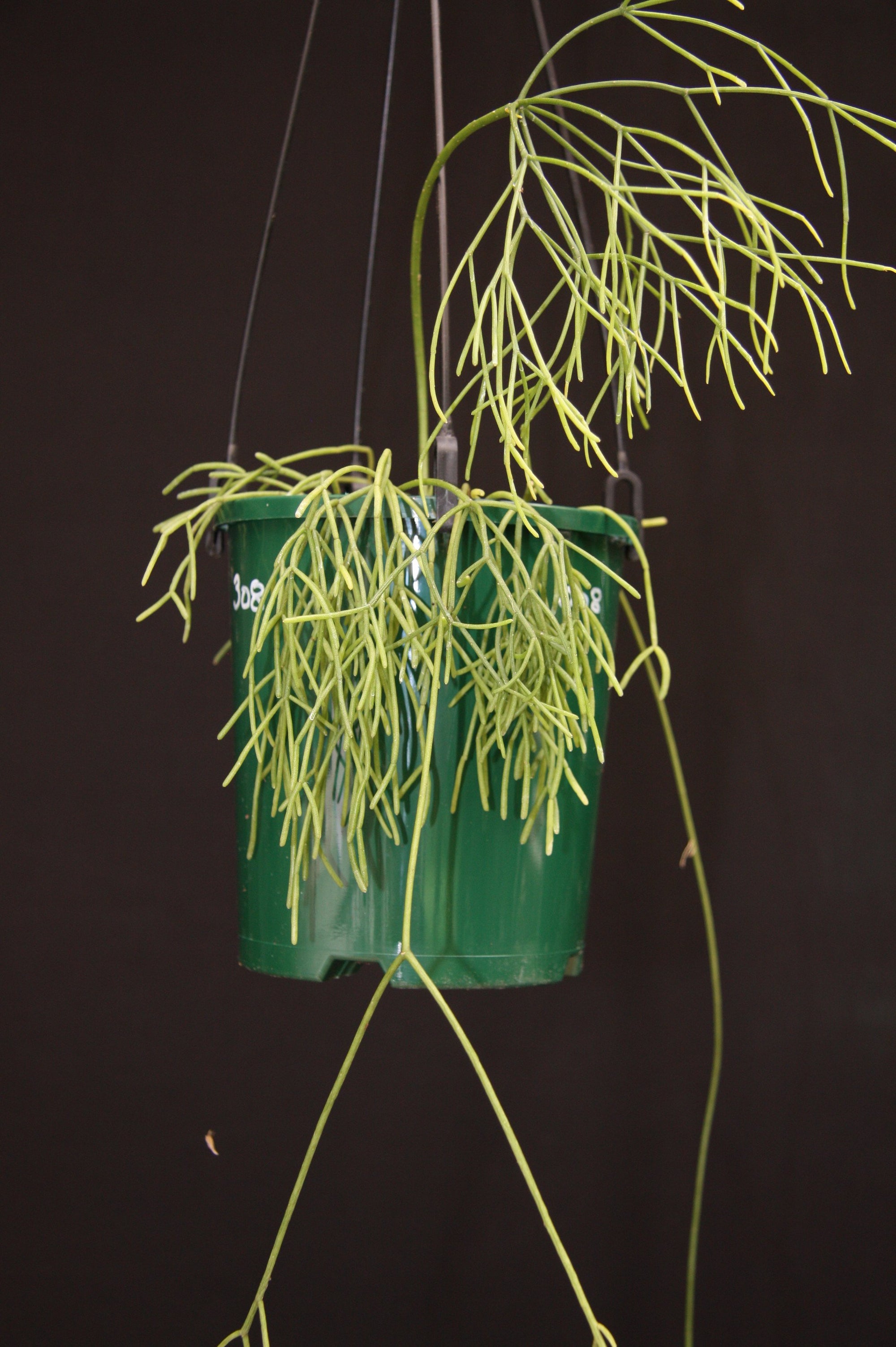 Rhipsalis cribrata - R44